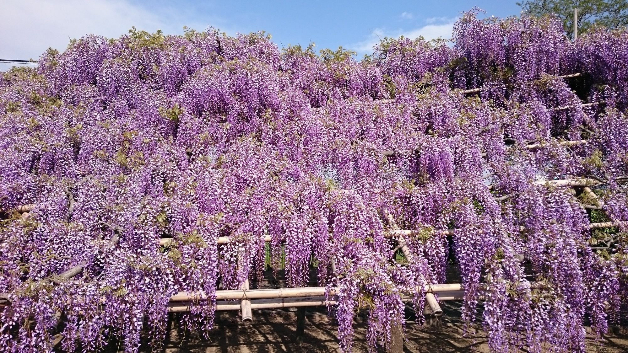 Kyonoyado Senkaku Bettei Villa Kyoto Bagian luar foto